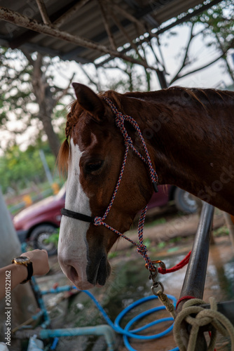 The horses in the stable are fully grown and ready to be ridden.