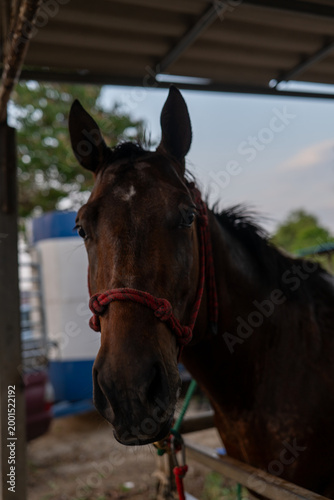 The horses in the stable are fully grown and ready to be ridden.
