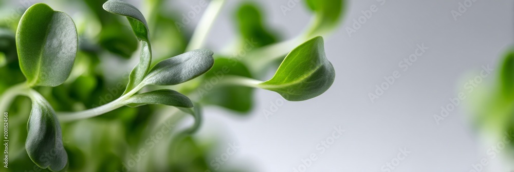 Obraz premium Close-up of vibrant green plant leaves on a soft gradient background.