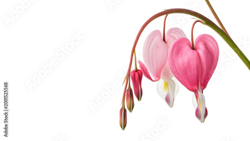 Konstfotografi bleeding heart isolated on transparent background cut out