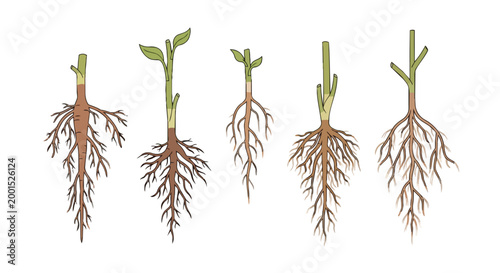 Set of Botanical Vector Illustrations Showing Various Plant Root Systems and Green Shoots for Science and Gardening