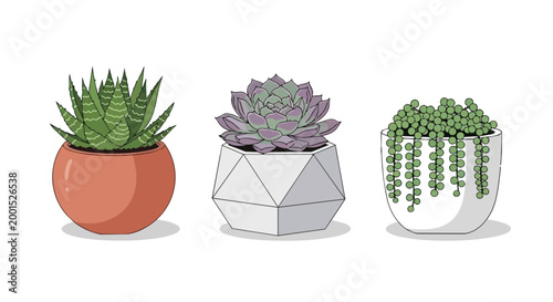 Three Potted Succulent Plants and Cactus Set in Modern Ceramic Pots Vector Illustration