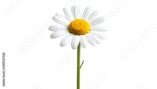 Single Daisy Flower Isolated on White Background Studio Shot.