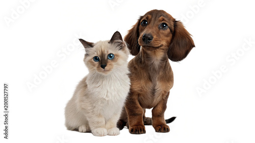 Canvas Print Cute puppy and kitten friends ragdoll cat kittenragdoll-cat-kitten-and-dachshund