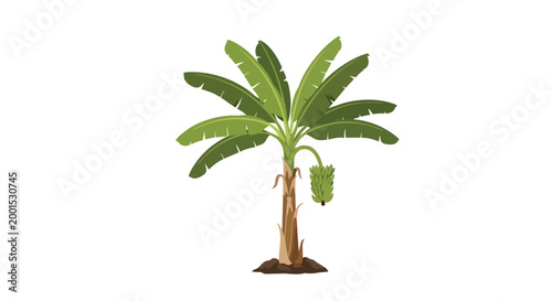 Tropical Banana Tree Illustration with Green Fruit Bunch Isolated on White Background
