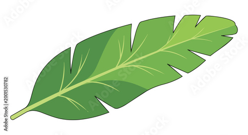 Tropical Green Banana Leaf Vector Illustration Isolated on White Background