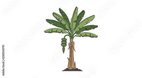 Tropical Banana Tree with Green Fruit Bunch Vector Illustration Isolated on White Background