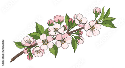 Spring Apple Blossom Branch Vector Illustration with Delicate Pink Flowers and Green Foliage Isolated on White