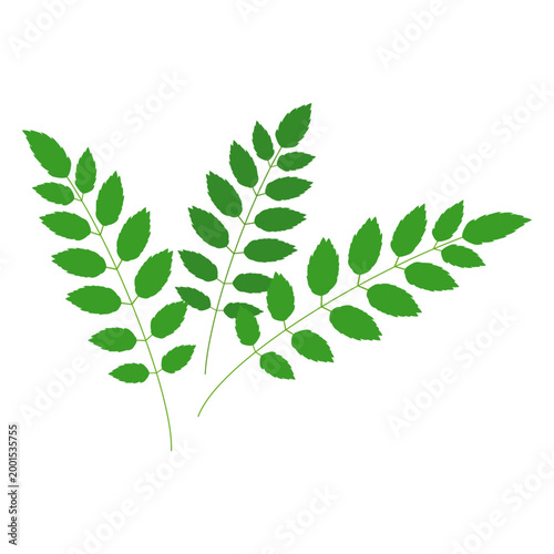 山椒の葉のアイコンイラスト