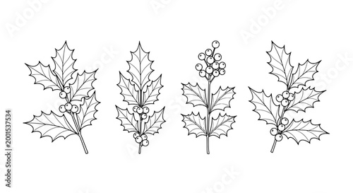 Leaves holly with berries illustration set featuring intricate line art featuring botanical, plant, nature with drawing and sketch elements for