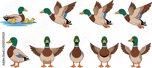 Bild auf Leinwand Set of Mallard Ducks in Various Poses Including Swimming, Flying, and Standing f
