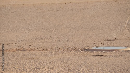 Flock of Namaqua Sandgrouse walk to drink and bathe in water trough in drought-stricken desert landscape