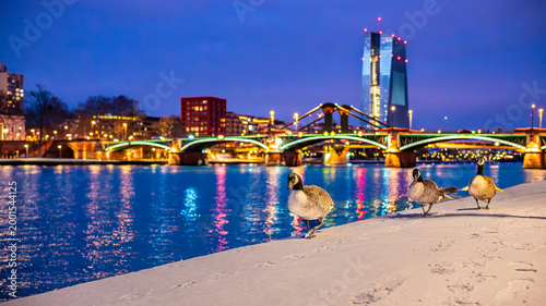 Egyptian geese on snow at River Main in Frankfurt at night