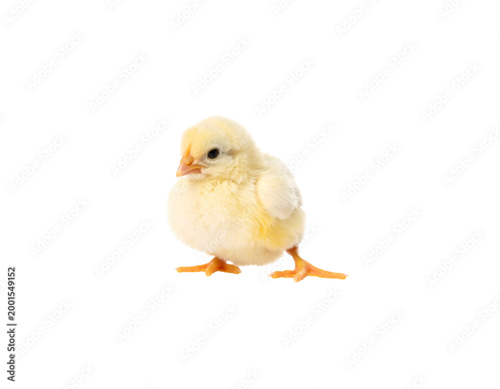 Obraz premium A fresh, organic brown chicken egg is placed on a white background.