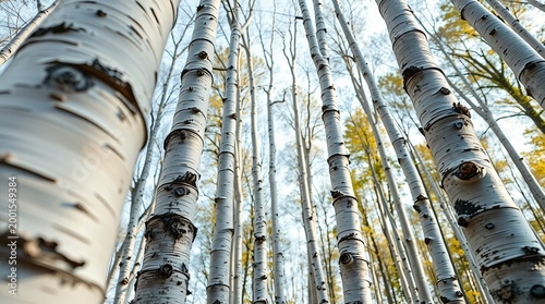 Forest of Silver Birch Trees Photographed from Below Highlighting Distinctive Bark Texture