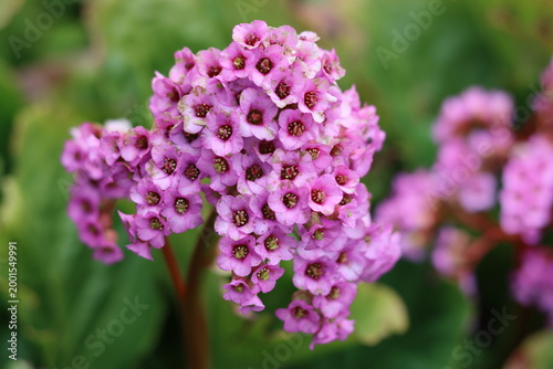 Photos Pink bergenia flowers in spring