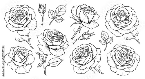 Roses hand drawn set with intricate line art and delicate details featuring floral, botanical, sketch with illustration and black and white elements