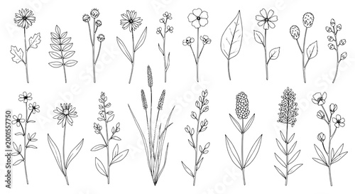Flowers hand-drawn set with delicate line art and various species featuring botanical, nature, plants with floral and illustration elements for