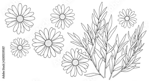 Flowers daisy hand-drawn set with delicate petals and leaves featuring nature, floral, illustration with sketch and botanical elements for plants,