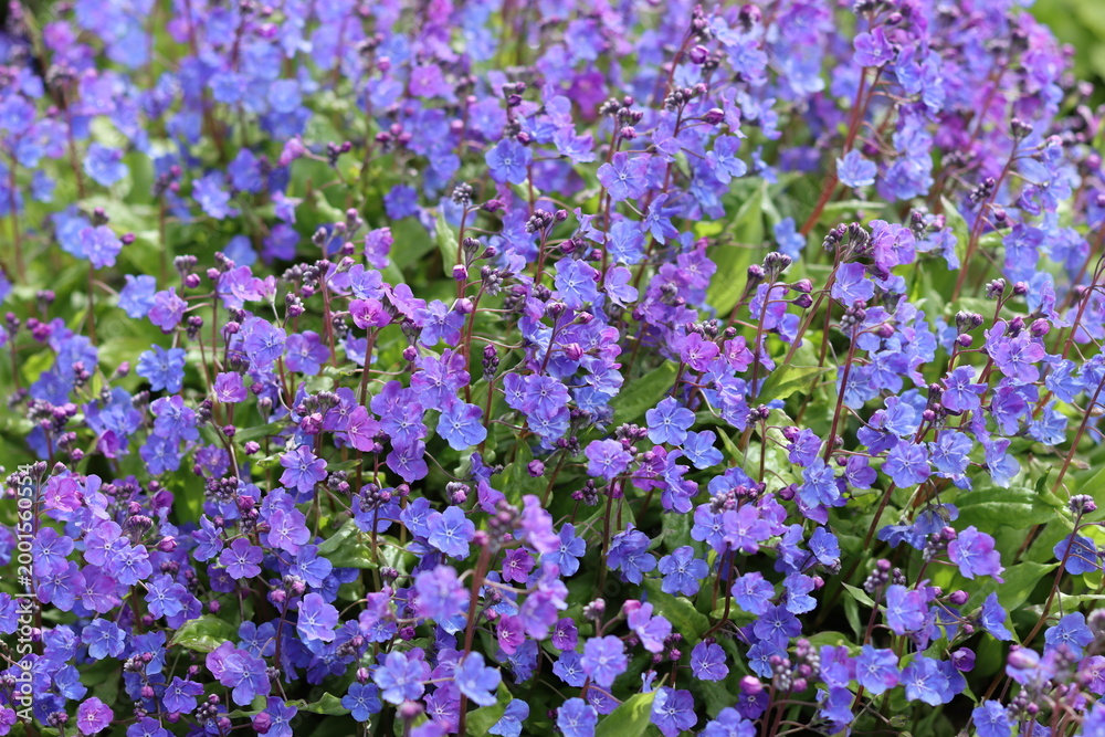 Fototapeta premium Omphalodes cappadocica 'Cherry Ingram' or navelwort flowers