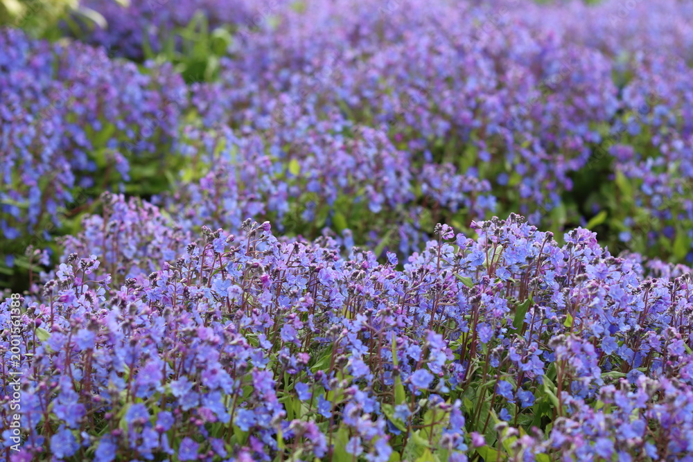 Obraz premium Omphalodes cappadocica 'Cherry Ingram' or navelwort flowers