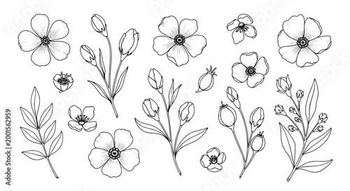 Flowers hand-drawn set with delicate petals and stems featuring botanical, nature, illustration with floral and art elements for sketch, line art