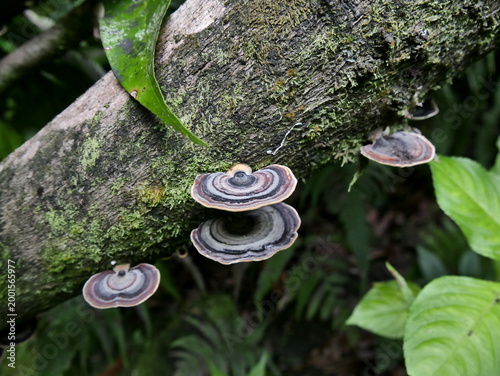 Tableau sur toile bracket fungus on tropical wood, with concentric rings of color