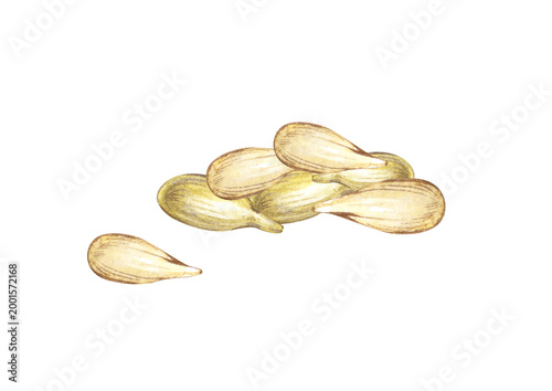 Watercolor illustrations with a slide of realistic lemon seeds on an isolated background. A botanical clipart for citrus-themed packaging, botanical research, gardening guides, and organic branding.