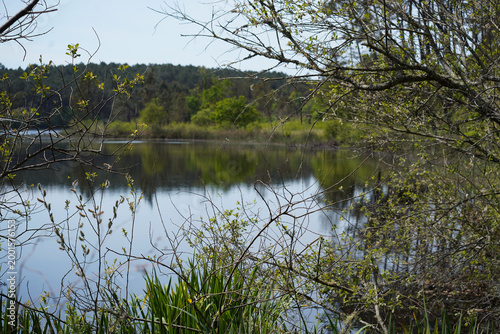 Paysage de l’Étang du Paludot à Léon dans les Landes