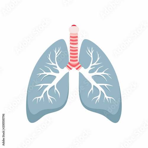 Illustration of Human Lungs and Trachea