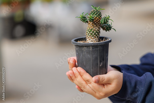 Hands Holding a Small Pineapple Cactus (Euphorbia Gabizan) in a Pot