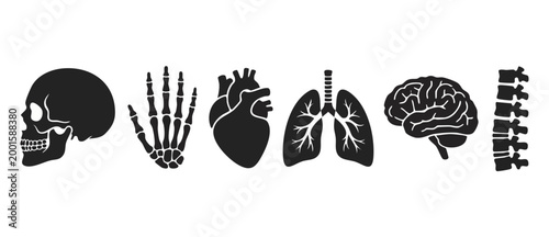 Human Anatomy Icons Set, Skeleton Organs and Body Parts Symbol Collection, Vector Illustration of Skull Hand Heart Lungs Brain and Spine for Medical Science Education, Healthcare Research Infographics