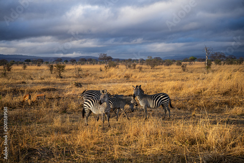Zebra herd and impalas grazing in the African savanna under a dramatic cloudy sky at sunset, Mikumi National Park, Tanzania.