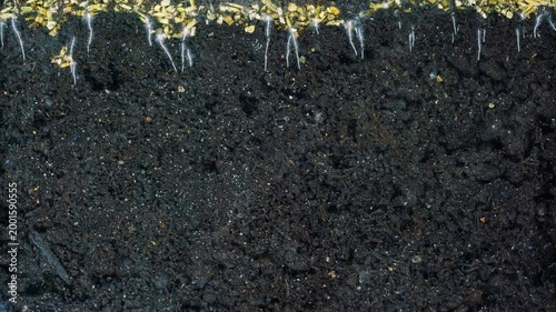 Time-lapse of grass roots growing in soil, showcasing underground plant development and root structure