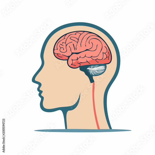 Human Brain Anatomy Illustration