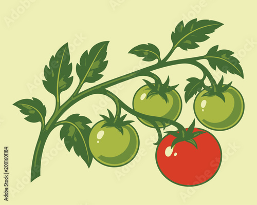 Illustration of a tomato plant branch with green and red tomatoes