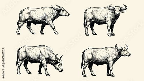 Vintage Engraving Style Water Buffalo Set. Hand-drawn illustrations of domestic bovines in various poses.