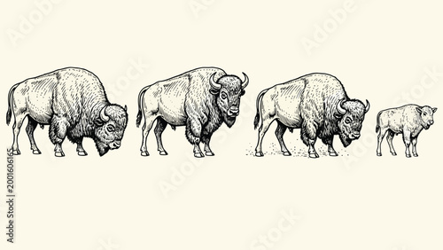 Engraved American Bison Family: Four Buffalo from Adult to Calf. Detailed Vintage Wildlife Illustration.