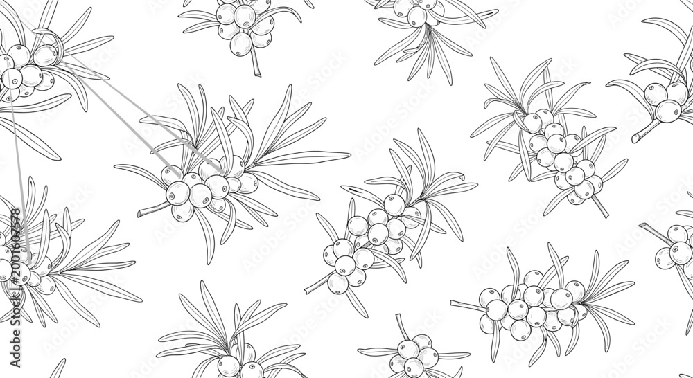 Fototapeta premium Monochrome seamless pattern of sea buckthorn branches and berries in a hand drawn line art style on a plain white background for eco design.