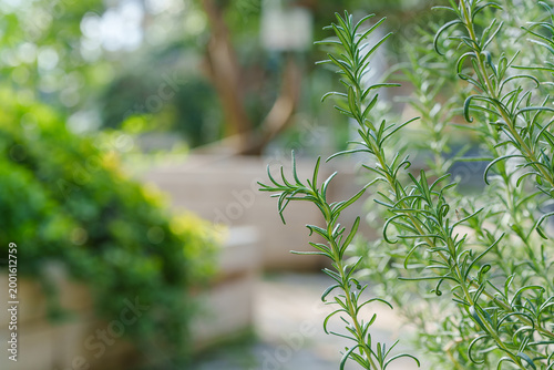 Fresh Green Rosemary Herb Growing in a Sunny Outdoor Garden