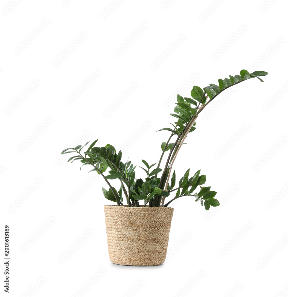 Naklejka premium Wicker basket with houseplant isolated on white background