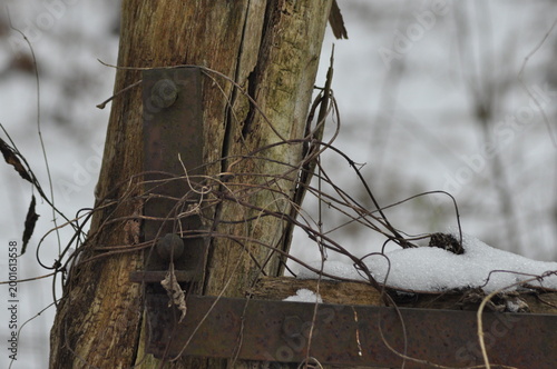 Foto Weathered fence post entwined with vines and snow in a winter landscape