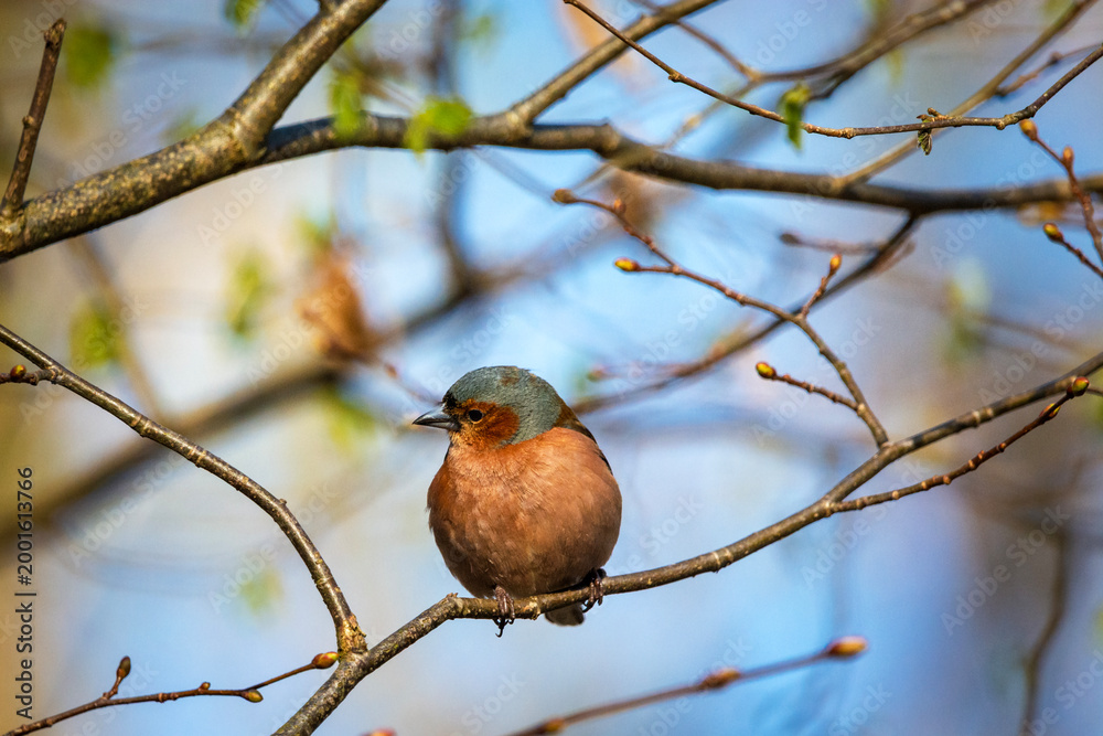 Obraz premium A chaffinch sitting on a branch