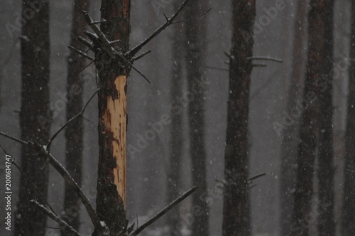 Snow falls gently on tree trunks in a quiet forest during wintertime