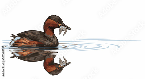 Bird with fish in beak on water, reflected in ripple