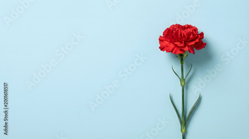 red carnation on blue background