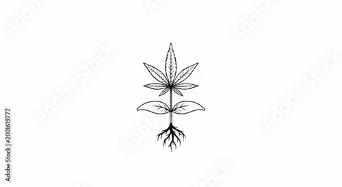 Black and white illustration of a cannabis plant with roots visible