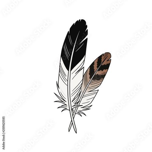 Two Crossed Eagle and Hawk Feathers Vector Illustration