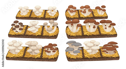 Multiple diverse varieties of cultivated mushrooms growing in organized clusters on straw-filled wooden trays arranged in a grid pattern against a solid neutral background.
