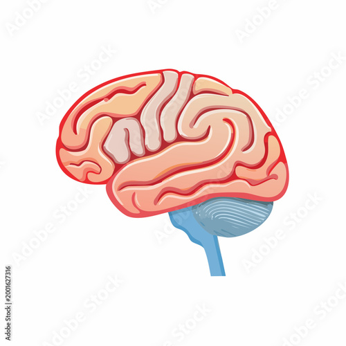 Illustration of a Human Brain